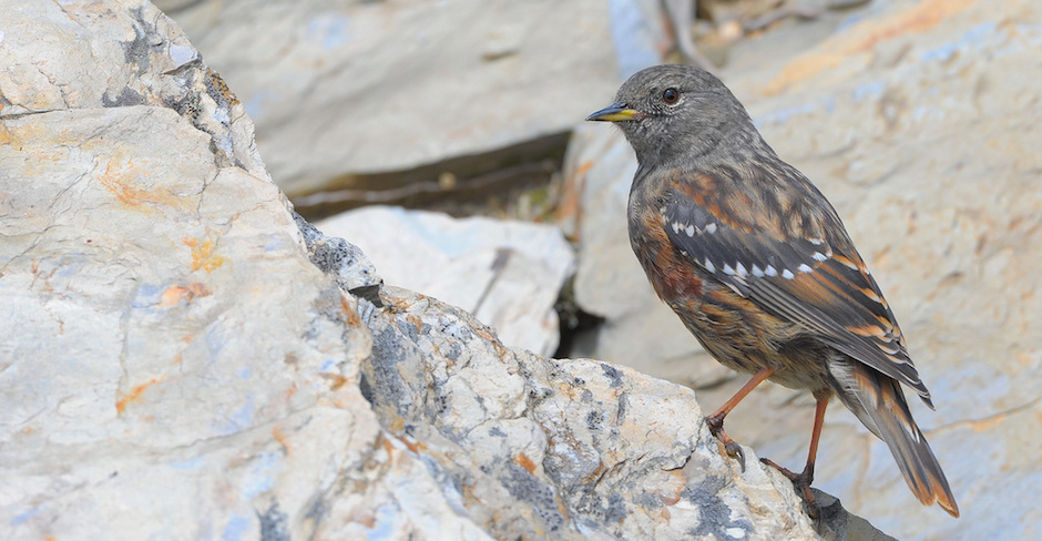 Alpenbraunelle – Sperlingsvogel der Berge