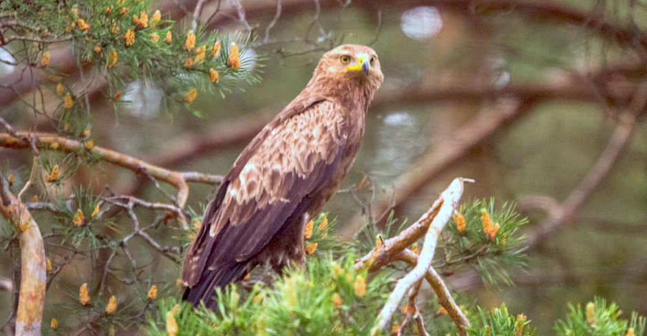 Schreiadler – bodenständiger Greifvogel