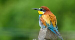 Der Bienenfresser – Farbenprächtiger Vogel