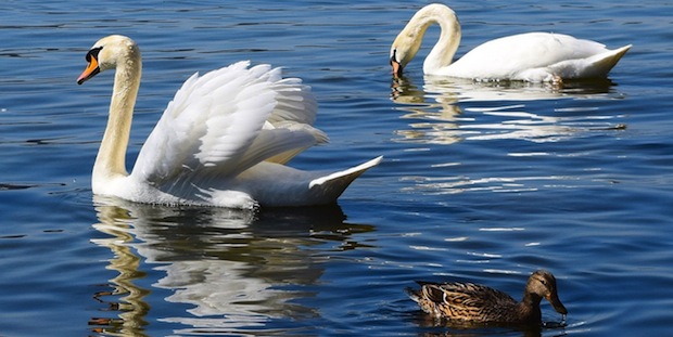 Vogelbeobachtung an Stadtgewässern