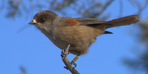 Unglückshäher – Glücksvogel der Finnen