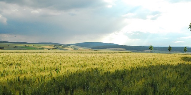 Vogelbeobachtung in der Langen Rhön