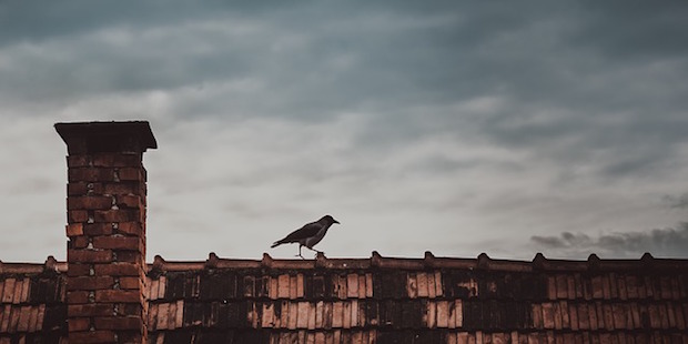 Vogel in Not: Unterschätzte Gefahren für Vögel