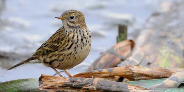 Wiesenpieper – Vogel des Offenlandes