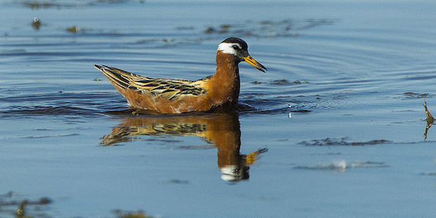 Thorshühnchen – furchtloser Wassertreter