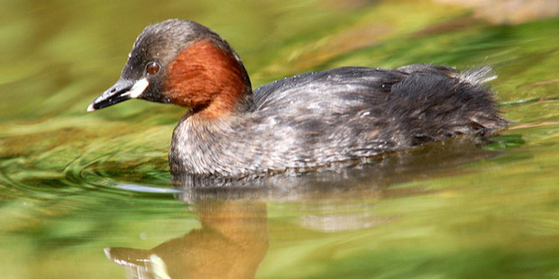 zwergtaucher winziger wasservogel vogel natur