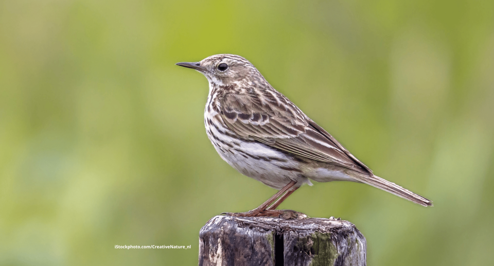 Wiesenpieper: Vogel des Offenlandes