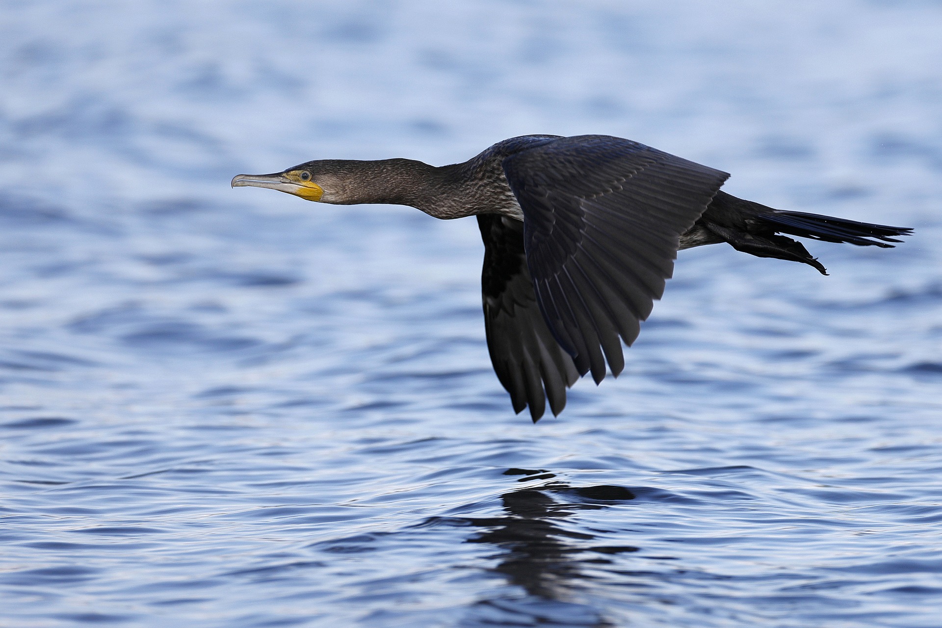 Das Bild zeigt einen Kormoran