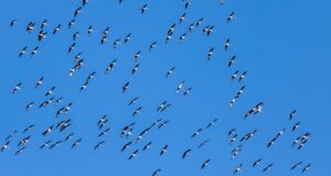 Zeichen des Himmels – Unterscheidung von Zugvögeln
