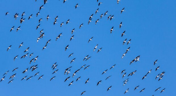 Zeichen des Himmels – Unterscheidung von Zugvögeln
