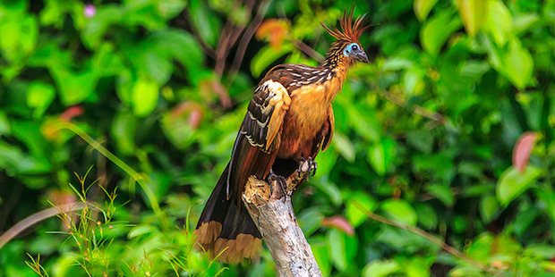 Juwelen des Regenwalds: Die Vogelwelt Boliviens