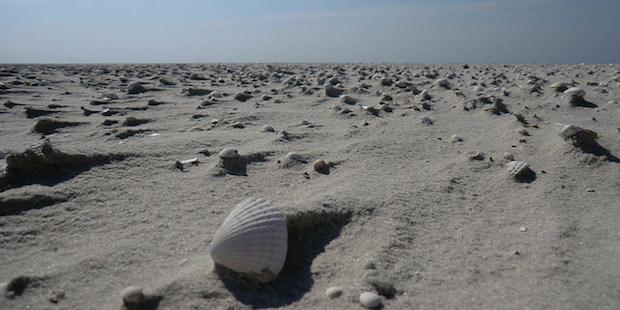 Der Norderoogsand: Eine Sandbank wird zur Insel