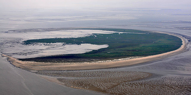 Die Vogelinsel Trischen in Schleswig-Holstein