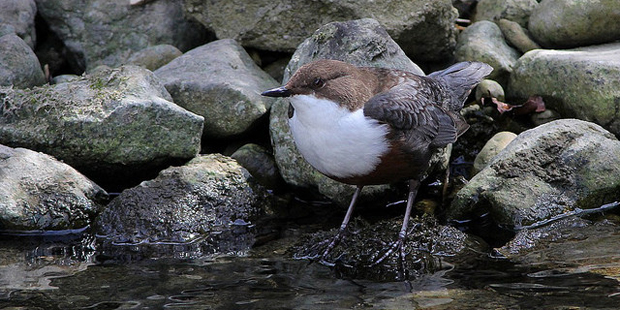 Wasseramsel – tauchender Singvogel