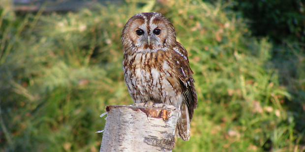 Waldkauz – Der Vogel des Jahres 2017