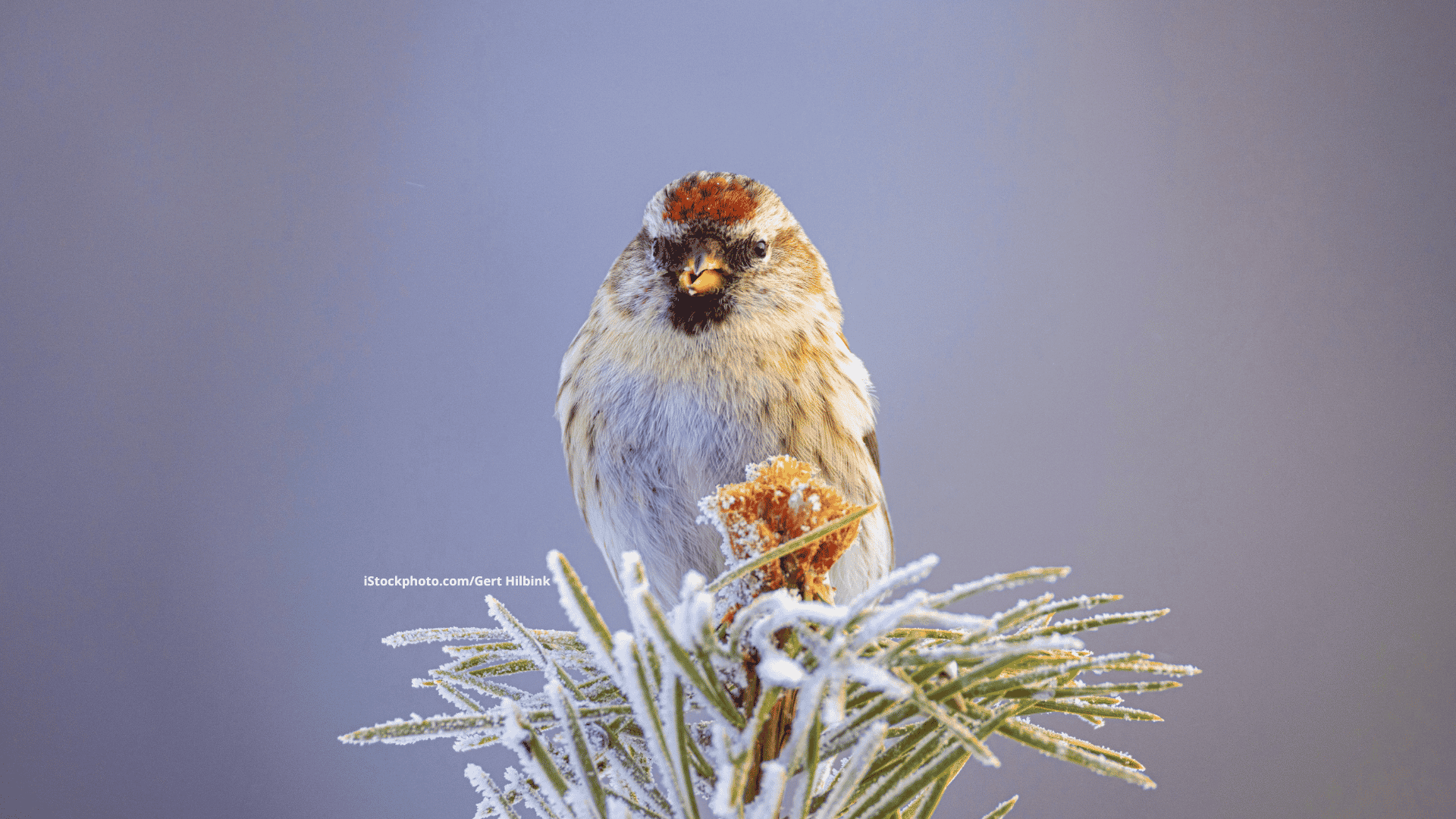 Birkenzeisig: Quirliger Wintergast