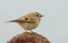 Das Wintergoldhähnchen – Kleinster Vogel Europas