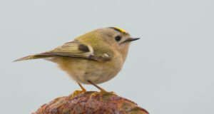 Das Wintergoldhähnchen – Kleinster Vogel Europas