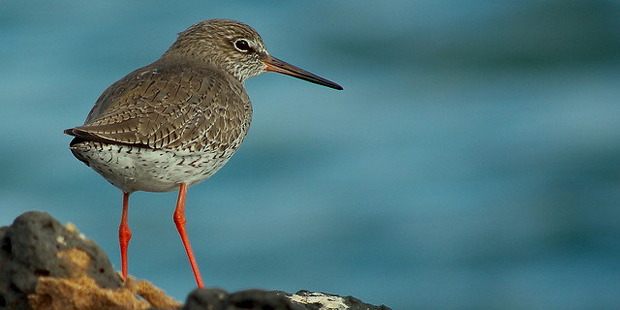 Rotschenkel – Watvogel in roten Socken