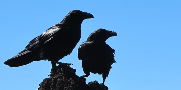 Tipps zur Bestimmung: Krähenvögel in Deutschland