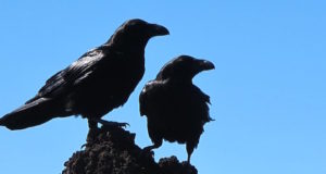 Tipps zur Bestimmung: Krähenvögel in Deutschland