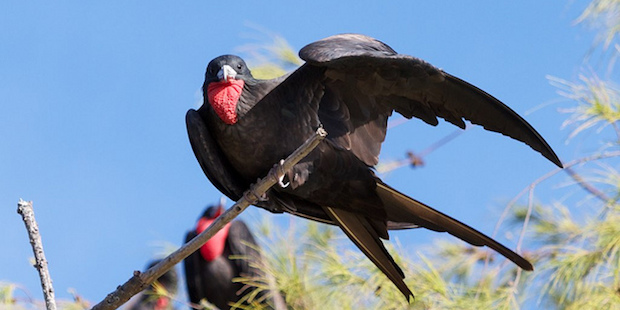 Bindenfregattvogel