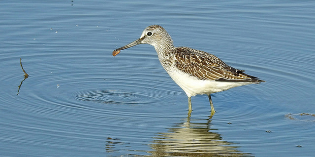 Grünschenkel – weitgereister Watvogel