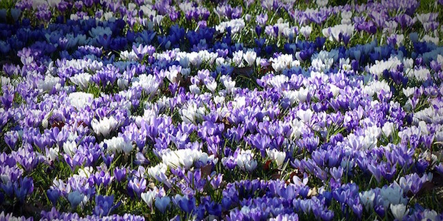 Von Krokus bis Kranich – Die Boten des Frühlings