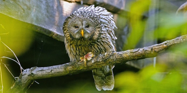 Habichtskauz – Herzgesicht im Wald