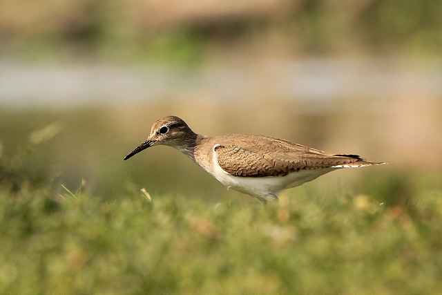 Flussuferläufer – Fürsorglicher Watvogel