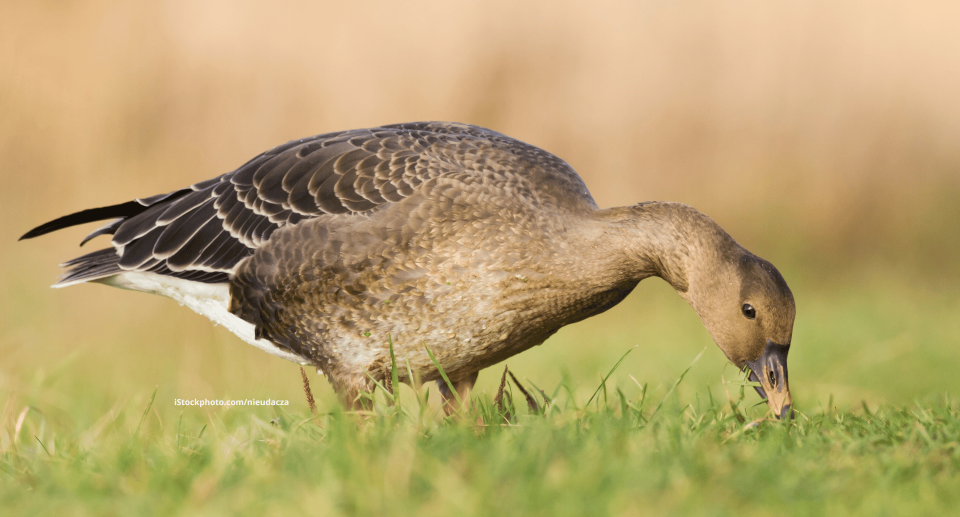 Eine Taigasaatgans, die mit gesenktem Kopf auf einer Wiese steht.