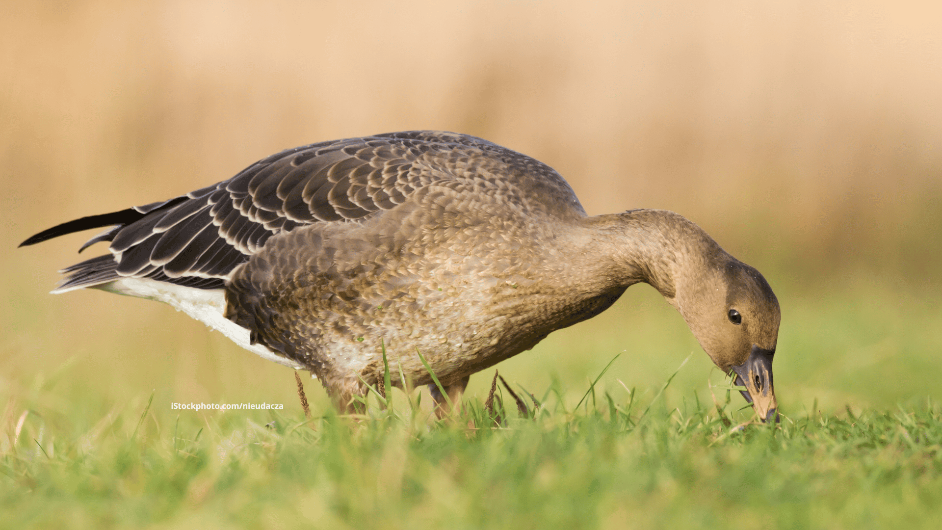 Taigasaatgans: Treuer Familienvogel