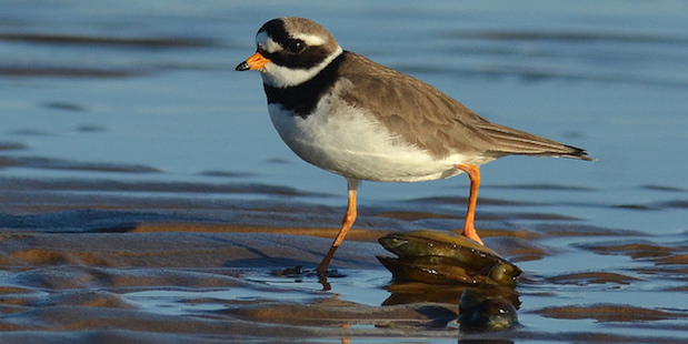 Sandregenpfeifer – Flinker Küstenvogel