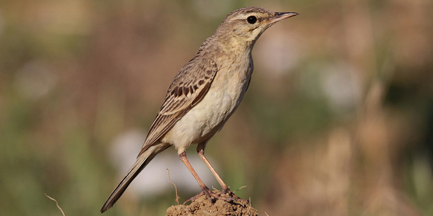 Brachpieper – Langbein in der Wüste