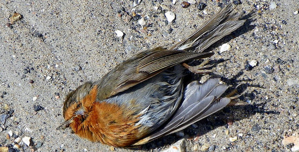 Illegale Vogeljagd – Das unaufhaltsame Verbrechen?