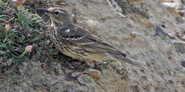 Strandpieper – Hüter der Felsküsten