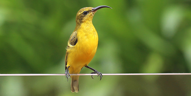 Bunte Vogelweibchen – Zufall oder Überlebensstrategie?