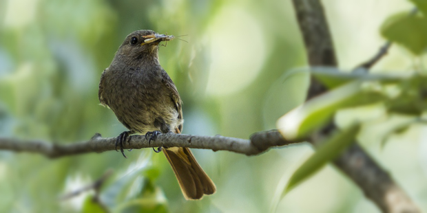 Insektenschwund – Gefahr für die Vogelwelt