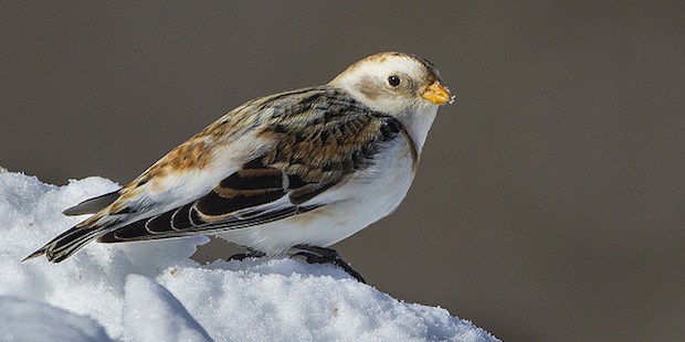 Schneeammer – Kleine Kältekoryphäe