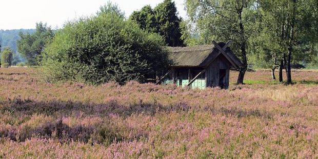 Vogelbeobachtung in der Lüneburger Heide