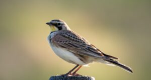 Die Ohrenlerche – Ein unverwechselbarer Vogel