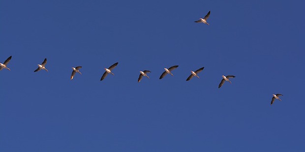 Wie Vögel in großer Höhe überleben