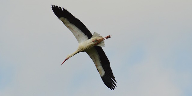 Klimawandel und Zugvögel