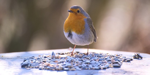 Vogelfotografie – Übungen mit Gartenvögeln