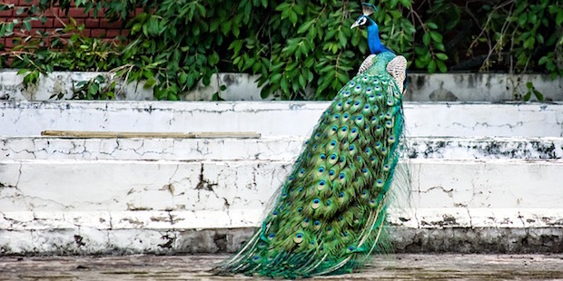 Blauer Pfau – Exotische Zierde