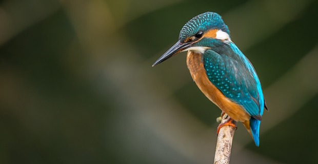 Unendliche Vielfalt – Die Farben der Vögel