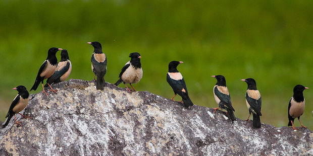 Rosenstar – Wüstenvogel mit Federschopf