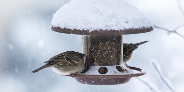 Das perfekte Vogel-Dinner – Tipps für die Winterfütterung