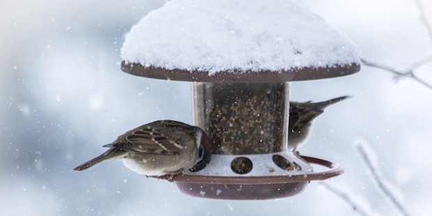 Winterütterung