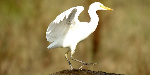 Kuhreiher – Wenn Vögel zu Reitern werden